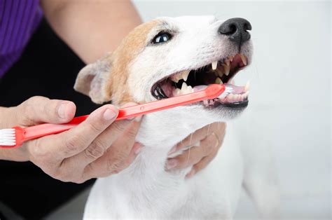 How to Take Care of Your Pets Dental - Animal Medical Center