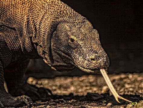 Komodo Dragon (Varanus komodoensis) | about animals