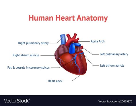 Realistic detailed 3d human anatomy heart card Vector Image