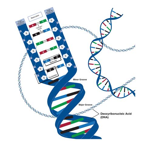 DNA - JapaneseClass.jp