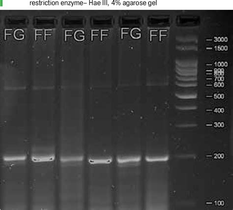 Figure 1 from Genetic markers of meat productivity of the Romanov sheep ...