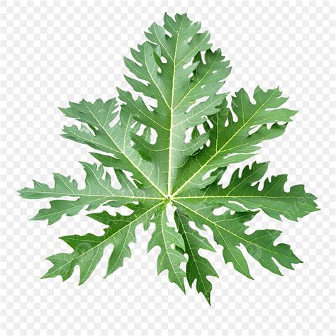 Papaya Leaf Hd Transparent, Beautiful Papaya Leaf, Papaya, Beautiful, Leaf PNG Image For Free ...