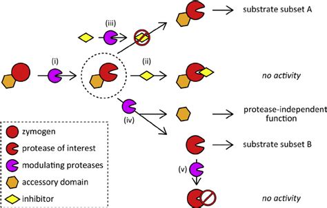 Proteolytic networks determine the fate of bioactive molecules.... | Download Scientific Diagram