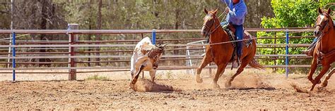 Calf Roping Competition At An Australian Rodeo Ride Cowboy Cow Photo ...