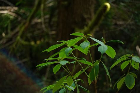 Plum Bob Timber Sale (WA DNR) — Joshua Wright | Official Website