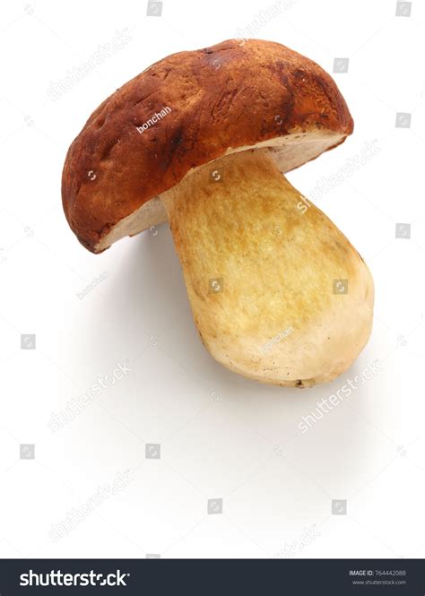 42,577 Cep mushroom Images, Stock Photos & Vectors | Shutterstock