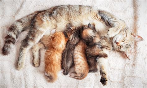 Can a Cat Get Pregnant While Still Nursing Kittens? | BeChewy