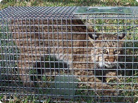 How To Trap a Bobcat - Trapping Tips