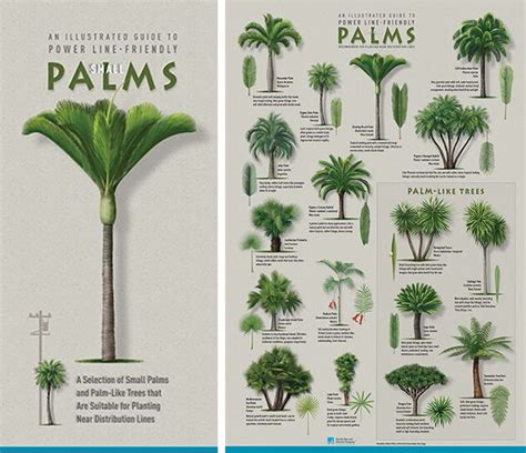 Palm Plant Varieties