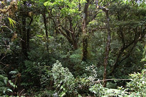 Mature Montane Forest | Philippines | The Field Museum