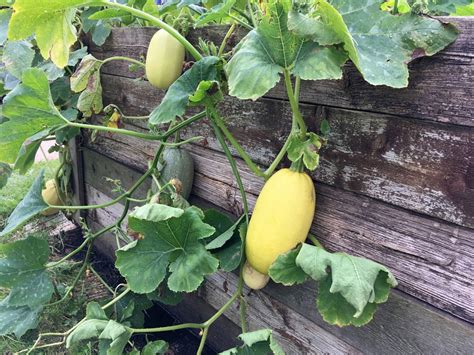 Spaghetti Squash Growing - How To Grow And Store Spaghetti Squash