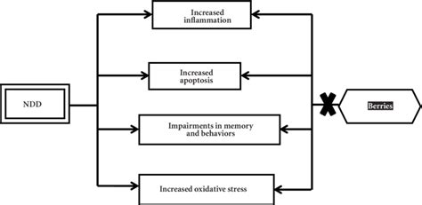 Graphic representation showing the possible mechanism of berry fruits ...