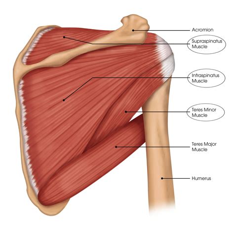 What are the Rotator Cuff Muscles? - Brace Access