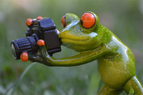 Photographer Frog Funny · Free photo on Pixabay