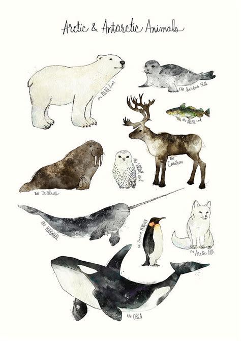 Arctic And Antarctic Animals Painting by Amy Hamilton