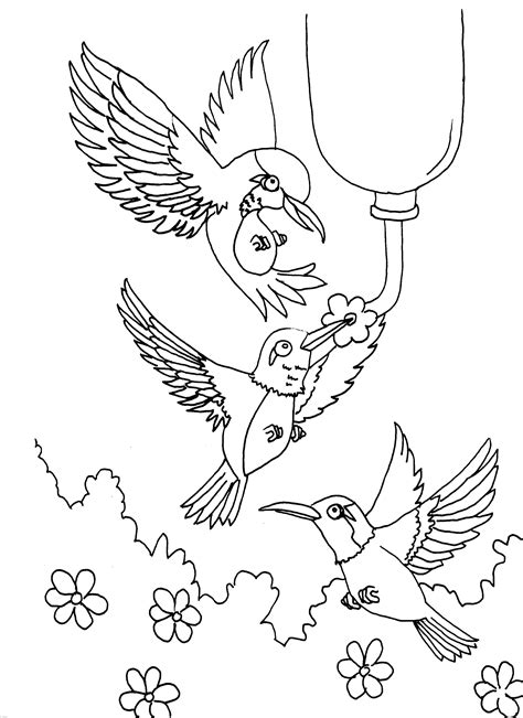 Free Printable Hummingbird Coloring Pages For Kids