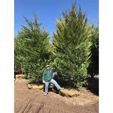 Buy Leyland Cypress Online | Privacy Plants | Bay Gardens