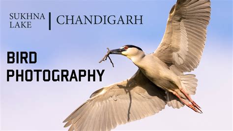 Sukhna Lake Chandigarh | Bird Photography - YouTube