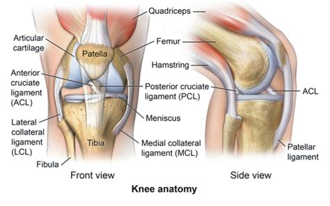 Ligament Injuries to the Knee - Comprehensive Orthopaedics