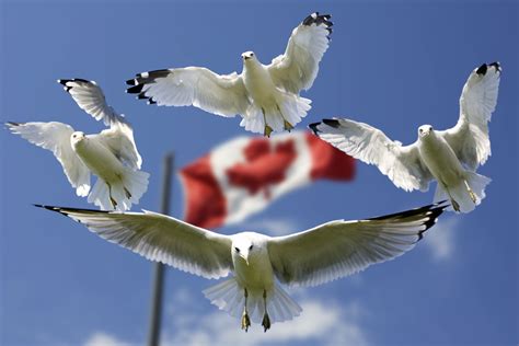 Free Images : bird, wing, sky, seabird, beak, flight, blue, fauna, birds, gulls, clouds, canada ...