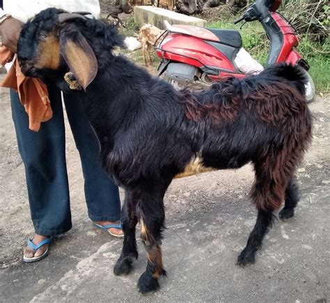 Jamunapari Goat, Jamnapari Goat, जमुनापारी बकरी in Mhaski Mohalla, Betul , SMGC Goat Farm ...