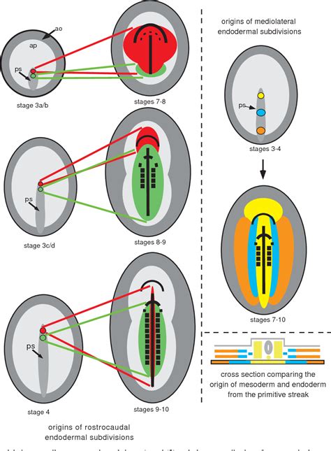 Figure 2 from Epiblast and primitive-streak origins of the endoderm in ...