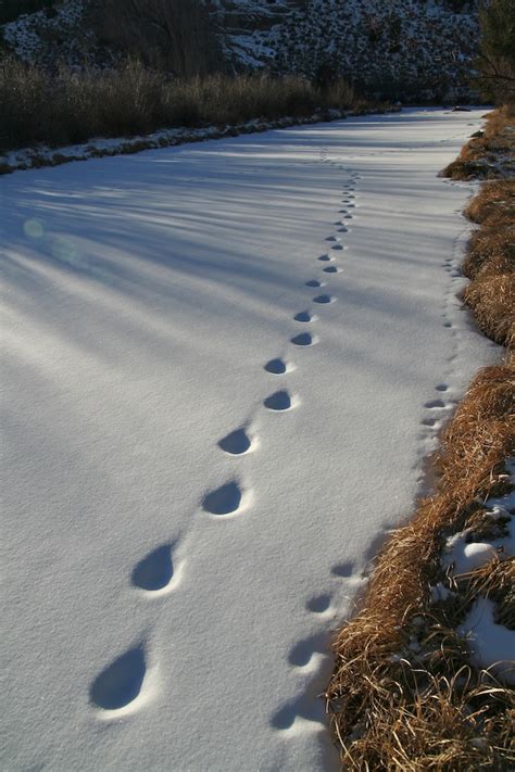 Mountain Lion Tracks – NatureTracking