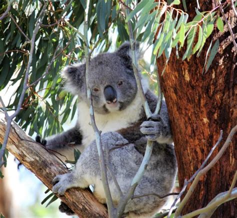 The Koala Is An Iconic Australian Marsupial