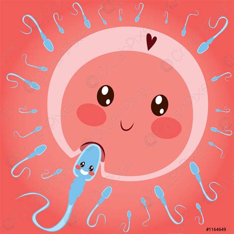 Sperm Entering Egg Cell - stock vector | Crushpixel