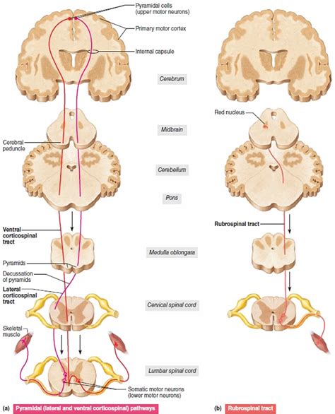 Upper motor neuron definition, disease, upper motor neuron signs & symptoms