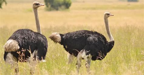 Beyond The Clouds: Why Can't Ostriches Fly? - The Worlds Rarest Birds