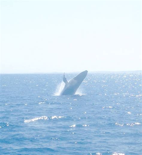 Whale watching! | Whale watching, Whale, Animals