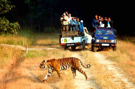 Wildlife Sanctuary | Top Wildlife Sanctuaries in India