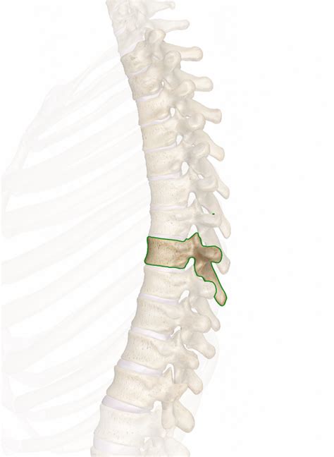 T8 (8th Thoracic Vertebra) | Thoracic vertebrae, Thoracic, Vertebrae