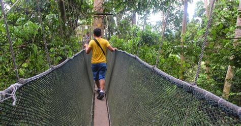 Jungle Canopy Walk in Ranau, Sabah