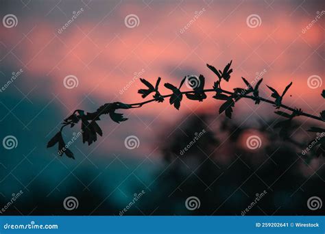 Silhouette of a Tree Branch with a Sunset View in the Background Stock ...