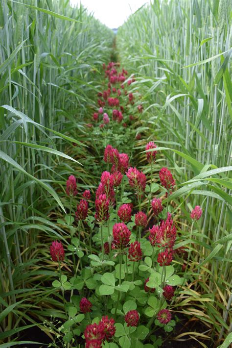 Growing Crimson Clover Cover Crop Seeds for Sale (5/25/50 lbs)