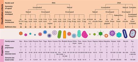 Overview of virion classification. cont., continuous; env., enveloped;... | Download Scientific ...