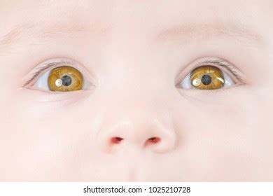 Face Cute Baby Yellow Eyes Closeup Stock Photo (Edit Now) 1025210728