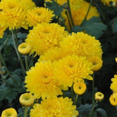 Chrysanthemum Yellow Heide 29c - Halls of Heddon | Chrysanthemum, Heide, Yellow