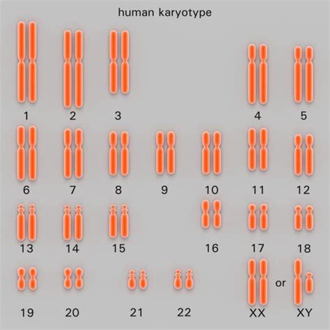 What Are Homologous Chromosomes?: This human karyotype shows the ...