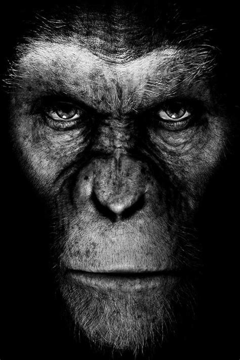 60 Cute Animals iPhone Wallpapers You Would Love to Download | Planet of the apes, Monkey ...