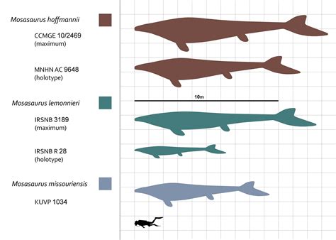 Il mosasauro: l'animale più temuto degli oceani preistorici