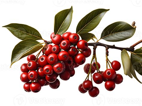 AI generated Red Coffee Beans on a Branch with Leaves Isolated on Transparent Background. Coffee ...