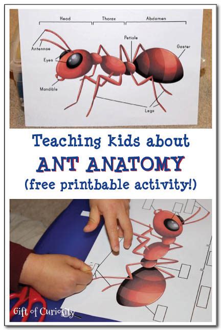 Ant Anatomy Printable - Homeschool Printables for Free