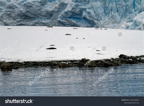 Cruising Antarctica Antarctic Peninsula Palmer Archipelago Stock Photo 2147334031 | Shutterstock