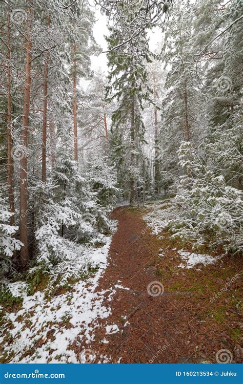 Beautiful Serene Winter Forest Landscape Stock Photo - Image of trunk, woods: 160213534