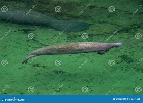 Blue Springs State Park Manatees. Stock Image - Image of outdoors ...