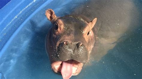 Cincinnati Zoo baby hippo to star in book targeted to kids