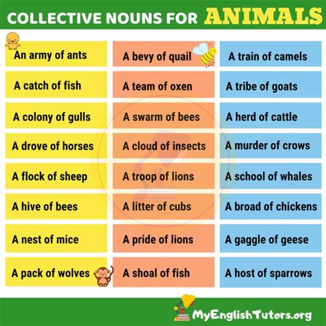 List of Common Collective Nouns for Animals in English – My English Tutors